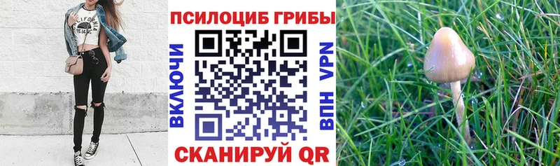 Псилоцибиновые грибы мицелий  хочу наркоту  Тырныауз 